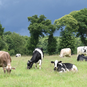 Vaches au pré. ©Photo Jackie Lou DL