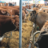 Dans le hall des races allaitantes, les Limousines faisaient face aux invités de l'édition 2024 : la race Aubrac. © Photo DR