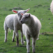 Moutons au pré. © Photo sous licence CC