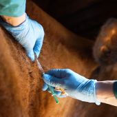 Vaccination des bovins. © Photo DR iStock