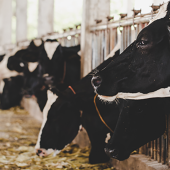 Vaches laitières. © Photo DR iStock