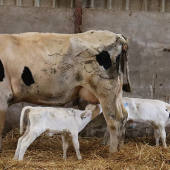 Les quadruplés se démarquent aussi par leur robe, quasi immaculée, héritée de leur père : Titus CapJ. © Photo Marion Falibois