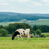 Le suivi individuel reste essentiel pour ajuster la ration au plus juste. © Photo DR