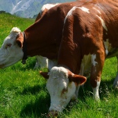 Vaches en pâturage en montagne. © Photo sous licence CC