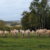 Vaches au pré. © Photo Aline Aubry