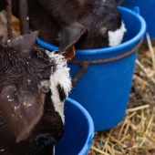 Veaux © Photo DR iStock