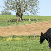 Vaches laitières. © Photo sous licence CC
