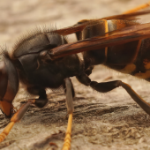 Frelon asiatique © Photo sous licence CC