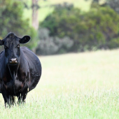 Vache enceinte. © Photo sous licence CC