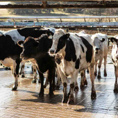 Ferme laitière © Photo DR iStock