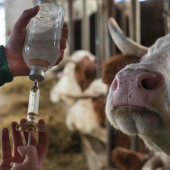 Vaccination des vaches. © Photo DR iStock