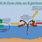 Schéma présentant l'effet de l’excès d’eau sur le fonctionnement du colza. © Terres Inovia