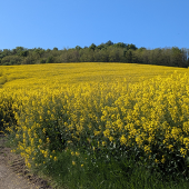 Le colza est une plante reconnue pour sa capacité de compensation lors de la floraison. © Photo Aline AUBRY