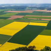 Grandes cultures : colza. © DR iStock