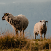 Moutons. © Photo sous licence CC
