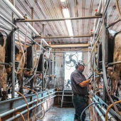 Moment de la traite des vaches laitières. © Photo DR iStock 