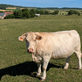 Vaches allaitantes au pré. © Photo Aline Aubry
