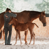 Sous l’œil du jeune cheval, l’ostéopathe réalise ses manipulations. © Photo de Lisa Despres