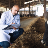 Pointage des symptômes dans un élevage. © Photo sous licence CC
