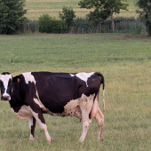 Le lait est la principale activité de cet exploitation et compte plus d'une centaine de Prim'Holstein. © Aline Aubry