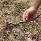 L’hiver doux et la sécheresse ont renforcé la pression des campagnols sur les systèmes racinaires des plants ce qui occasionne de lourdes pertes. © Marion FALIBOIS