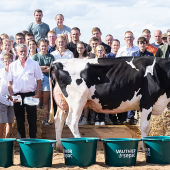 Cette année encore, l’association Top Génétique Vosges a présenté les plus beaux animaux du département à l’occasion d’un concours organisé en partenariat avec la Campagne S’AMuse. © Manon Laurain Photographie