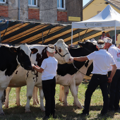 Le concours de vaches laitières organisé par la commission élevage de l’association du comice attire toujours de nombreux visiteurs. © Marion FALIBOIS