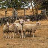 La sécheresse affecte les animaux dans les près. © Photo DR iStock