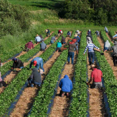 Employés agricoles dans un champ de fraisiers. © Photo iStock-PierreDesrosiers