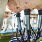 Traite de vaches laitières. © Photo  iStock-deimagine