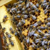 Abeilles en plein travail à la ruche. © Photo sous licence CC