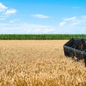 Champ en cours de moisson. © Photo sous licence CC