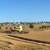 Les résultats mettent en lumière une régulation nette du microclimat en présence d’arbres intraparcellaires. © Photo Sébastien Loriette