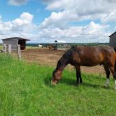 Tout comme les bovins, les chevaux subissent le changement climatique. Le projet Équ'innoccse 2 vise à trouver des solutions pour assurer l’approvisionnement en herbe et fourrages. Photo DR