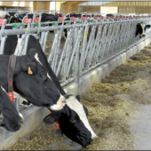 Robot de traite : le prix à payer pour maintenir des éleveurs laitiers demain ? Photo : DR