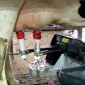 Gain de temps avec un robot de traite : deux minutes par vache et par jour. Photo : DR