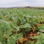 Avec l'arrivée des premiers froids significatifs, la croissance des colza s'arrête. Crédit photo : Terres inovia