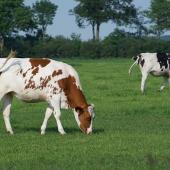 Vaches au pré. © Photo sous licence CC