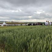 Les adhérents des quatre coopératives agricoles lorraines ont pu visiter une partie des 23 essais menés sur la plateforme Damier Vert. Photo : A.Legendre