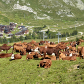 DNC Savoie. © Photo DR iStock