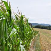 Les conditions ont été favorables à la pousse des maïs. Photo : Matthieu Palmieri
