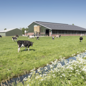 Le recul du nombre d’éleveurs s’est accompagné d’un fort repli du cheptel bovin (lait et allaitant), porcin et ovin. ©Actuagri