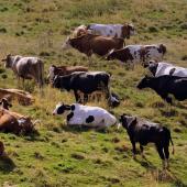 Vaches au pré en montagne. © Photo sous licence CC