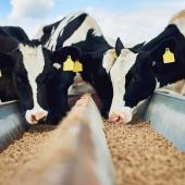 Illustration alimentation bétail © Photo iStock