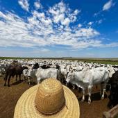 Bovins Amérique du Sud. © Photo DR iStock