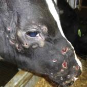 Illustration Dermatose nodulaire © Photo CODA-CERVA