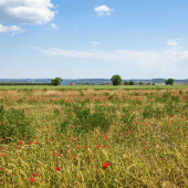 Friches agricoles ©Photo DR