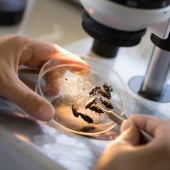 Recherche sur les insectes. © Photo DR iStock 
