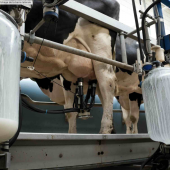 L’annonce de Lactalis, en septembre dernier, de réduire sa collecte de 450 millions de litres a créé une déflagration au sein de la profession. © Photo DR iStock