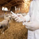 Vaccination. @ Photo iStock